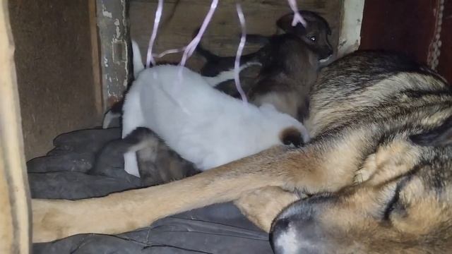 Рост и развитие млекопитающих. День тридцать четвёртый. смотреть онлайн