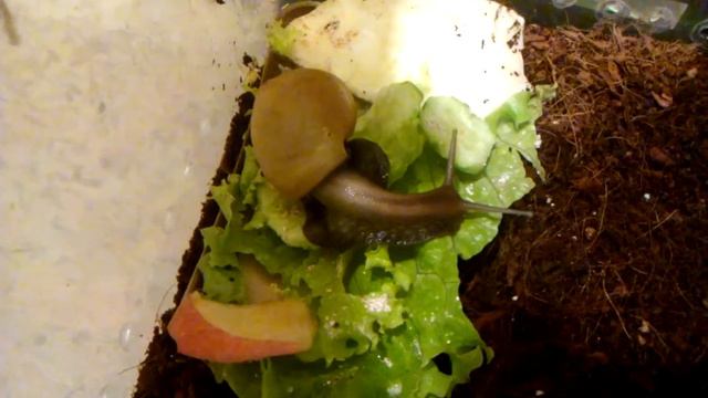 Ахатина Фулика смотреть онлайн