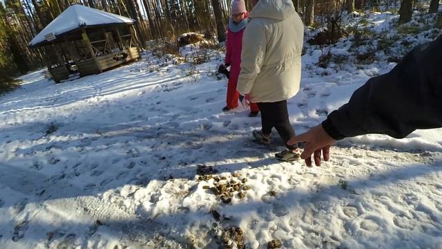 Где посмотреть на зубров в Беларуси и диких лошадей? смотреть онлайн