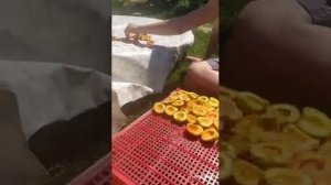 Как высушить абрикос на солнце☀