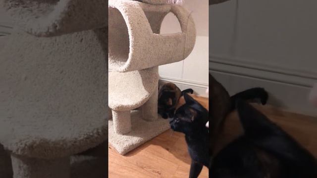 Midnight And Petunia Playing