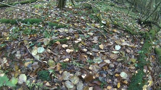 Опенок осенний вернулся! смотреть онлайн