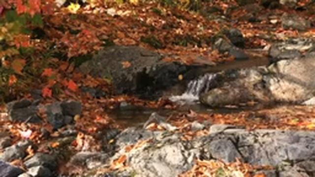 Пение птиц в лесу. Шум ручья. Очень полезное успокаивающее видео. смотреть онлайн