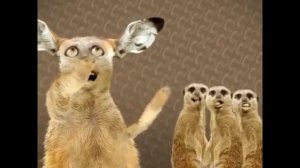 Вынос мозга, поющие коты, прикол с котами