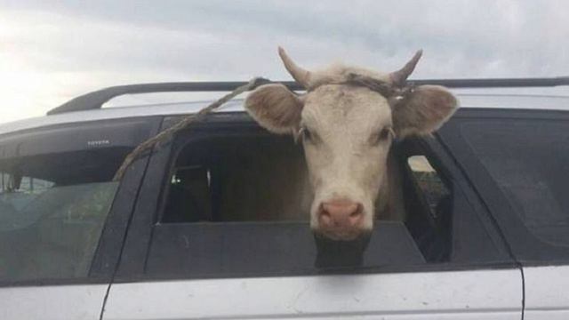 АХБОРИ ВКД: ДУЗДИИ СЕ САР ГОВ АЗ ЧАРОГОҲИ САРИ БАНД ВА БАҲСИ 600 ҲАЗОР СОМОНӢ ҚАРЗ смотреть онлайн