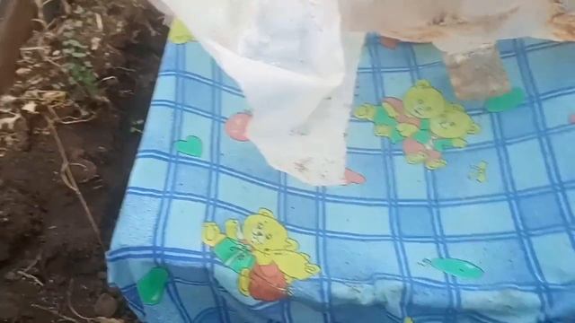 Сад и теплица в начале ноября.Что я делаю...