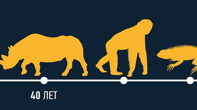 СРОК ЖИЗНИ ЖИВЫХ СУЩЕСТВ. ОТ МИНУТ ДО БЕССМЕРТИЯ смотреть онлайн