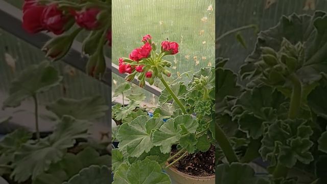 ПЕЛАРГОНИЯ СОРТ СИМ КОРОЛЕВСКАЯ РОЗА // ВАЦАП ДЛЯ ЗАКАЗА 8-915-245-81-59 ПИСЬМЕННО смотреть онлайн