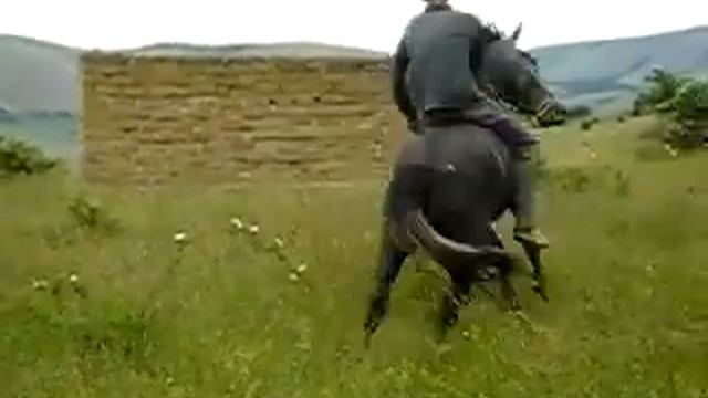 Объездка коня смотреть онлайн
