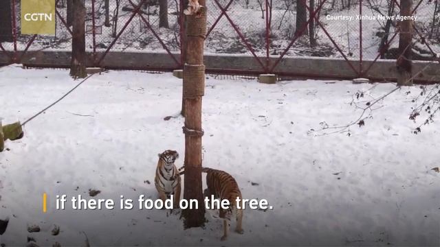 Did you know tigers can climb trees? смотреть онлайн