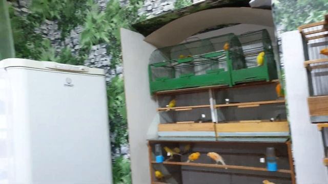 Канарейки 15 января 2021 г. смотреть онлайн