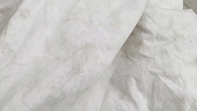 Как перезимовали розы. Укрытие роз в Сибири. Розы из магазина Светофор