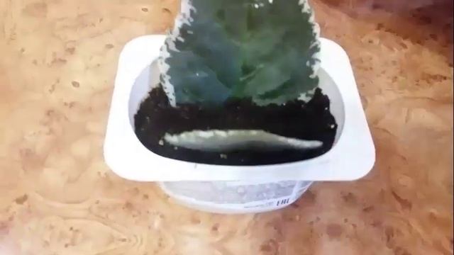 Укоренение пасынков и листочков фиалок. Укоренение в вермикулите. смотреть онлайн