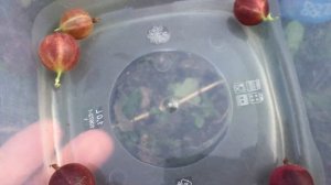 Крыжовник Краснославянский