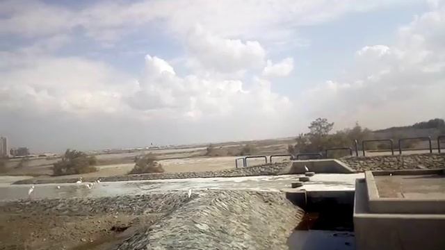 Ras Al Khor wildlife Sanctuary Dubai rare videos. смотреть онлайн