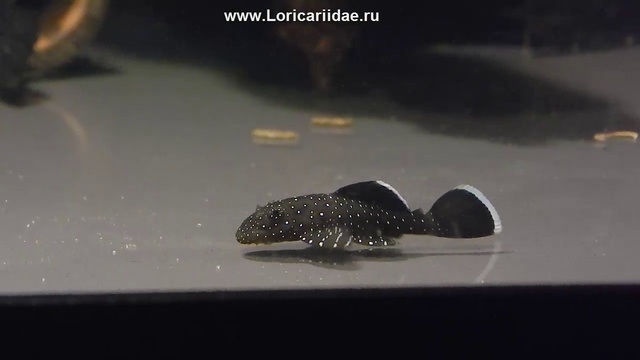 Звездчатый Анциструс (2) смотреть онлайн