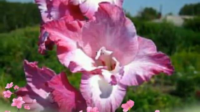 Красивые цветы гладиолусы. смотреть онлайн