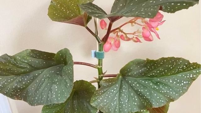 TE ENSEÑO el mejor SUSTRATO para tus BEGONIAS alas de Ángel😱 смотреть онлайн