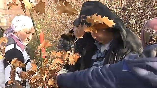 На Лебединском ГОКе высажены красные дубы смотреть онлайн