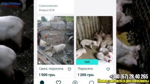 Разведение свиней, как бизнес - план , затраты и окупаемость.  какой доход?