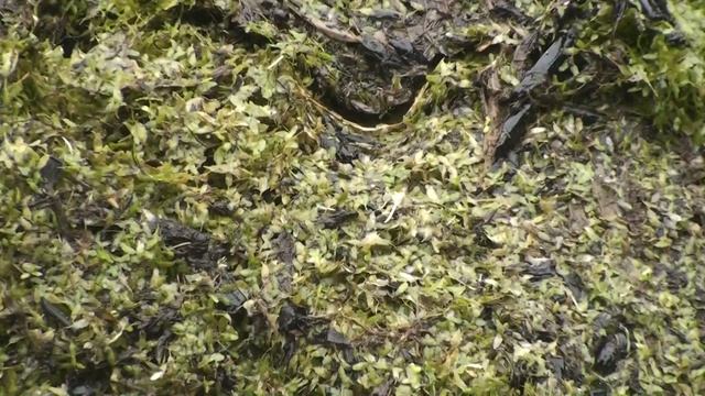 Подсадные утки Сбор ряски и водорослей. смотреть онлайн