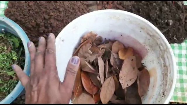 Thechi/Ixora💚🌿 plant care|Easiest way to grow Ixora plants|🔥Powerful Potting Mix Tips|Salu koshy смотреть онлайн