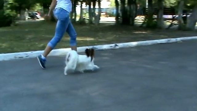 Aller Best Bingo - Bongo, papillon, male/"Aller Best" kennel смотреть онлайн