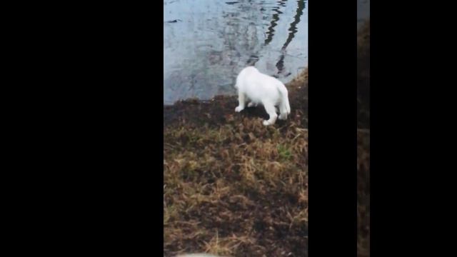 Питомник Хантер фор Дрим. Щенки золотистого ретривера.