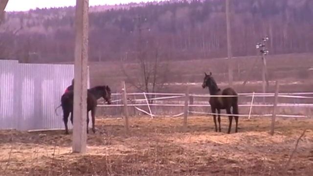 Данглар. Упрямый осел. смотреть онлайн
