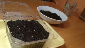 ГИПСОФИЛА ПОСЕВ НА РАССАДУ В ЯНВАРЕ.