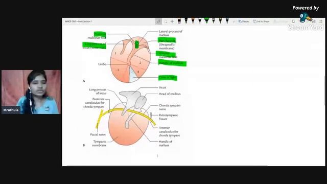 External & Inner Ear | Head and Neck | Anatomy | Agam Webinars смотреть онлайн