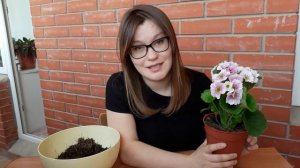 Примула комнатная (первоцвет) - как ухаживать за цветком в домашних условиях