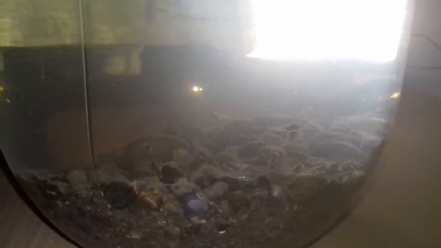 Нерест голубого дельфина смотреть онлайн