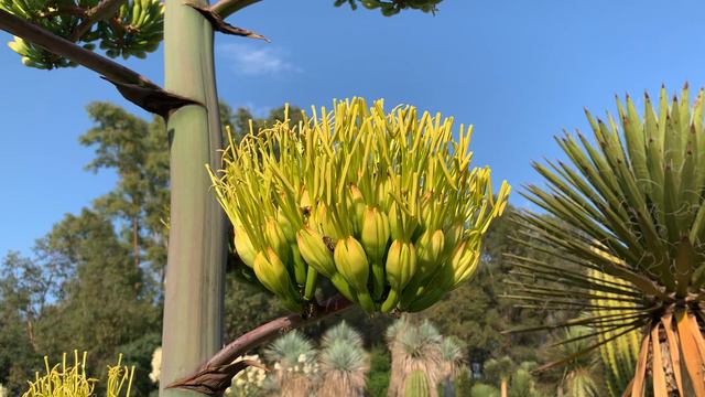 Agave ovatifolia en floraison en juin 2023 смотреть онлайн