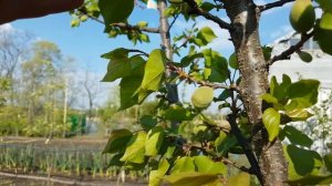 ТРЕТЬЯ ОБРАБОТКА АБРИКОСА