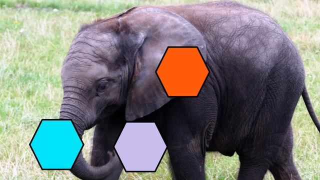 ESL Game Animals | Animal Vocabulary | Animal Guessing Game