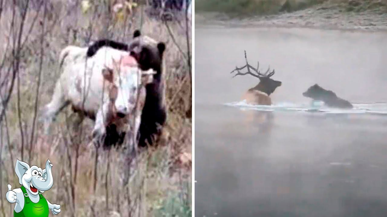 Медведь в Деле / Медведь против Волка, Кабана, Тигра, Пумы смотреть онлайн