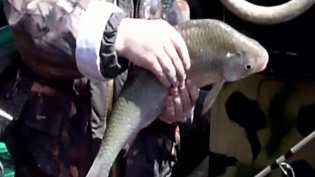 Поймана ВОБЛА-ГИГАНТ (Big Fish) смотреть онлайн