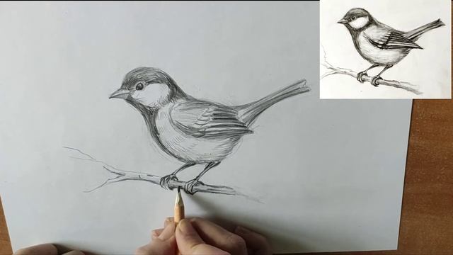 Как нарисовать синичку карандашом. Мастер-класс / Short Pencil Drawing Tutorial: Titmouse