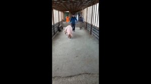 Свиноферма Алексей Гаус, отгрузка свинок, показываем как все устроено