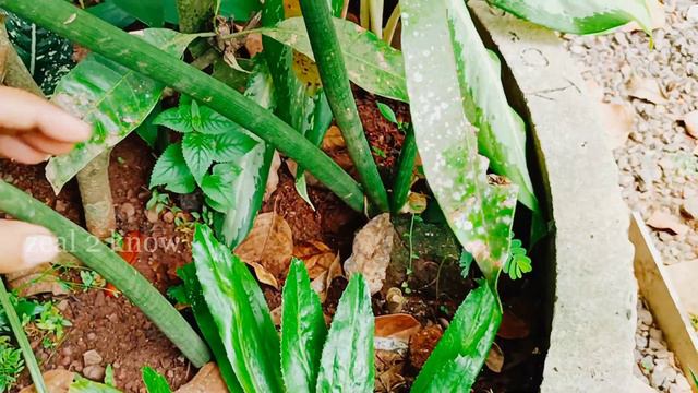 Gardening / Hanging Plants / Home Garden Malayalam / garden ideas / Part 2 смотреть онлайн