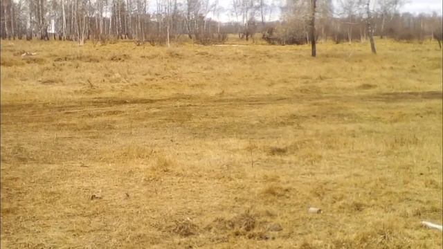 Прибыль от продажи чёрно-пёстрых бычков смотреть онлайн