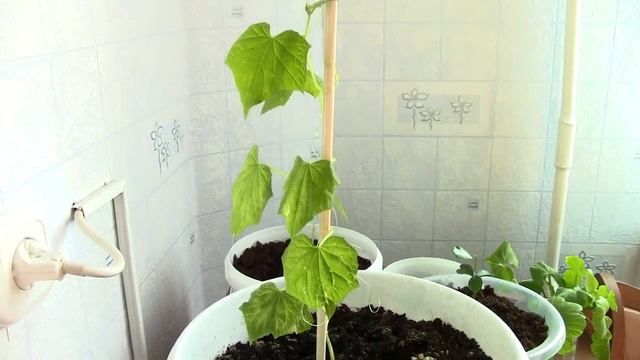 ГИГАНТСКАЯ РАССАДА ОГУРЦОВ УРОДИЛАСЬ. БУДЕМ САДИТЬ В ТЕПЛИЦУ. смотреть онлайн