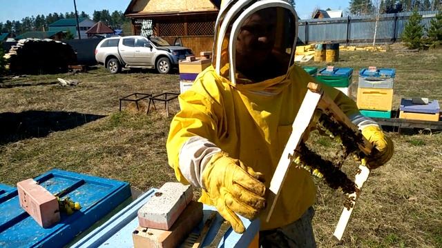 Начало вывода маток, пробная прививка, трутневая рамка. смотреть онлайн