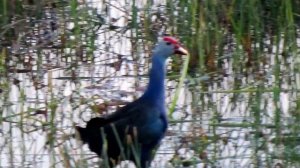 4K Canon Camera Powershot SX740 HS