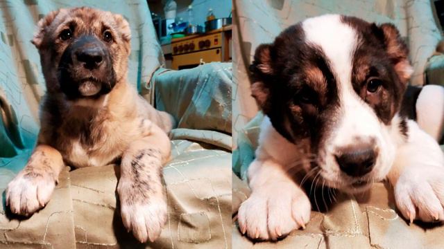 Лана и её щенки / Бонус фото к предыдущему видео / Среднеазиатская овчарка Алабай 🐕 смотреть онлайн