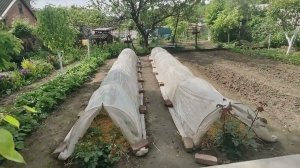 Обязательно сделайте так при высадке томатов перцев в открытый грунт ничего не сгорит и не замерзнет