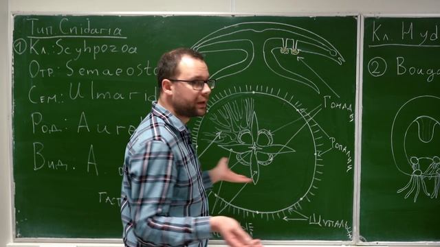 1. Губки, Книдарии. Объяснение смотреть онлайн