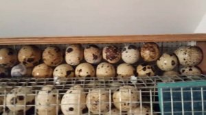 Закладка 350 яиц, вместо 200 яиц перепелов, в инкубатор Блиц Норма Луппер 72. Дачная Жизнь ТВ.