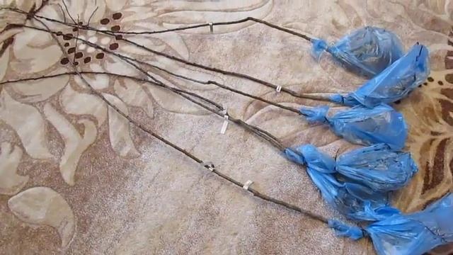 Защита саженцев от зайцев - народный способ смотреть онлайн